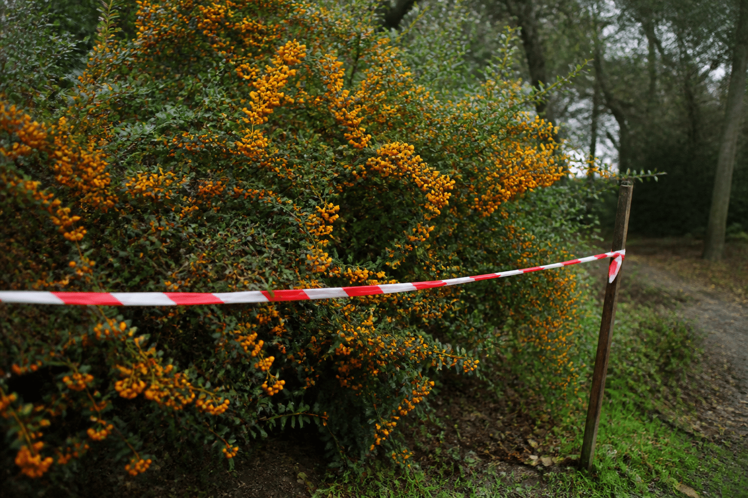 Dense arbuste aux baies orange vif barricadé par cordon interdit