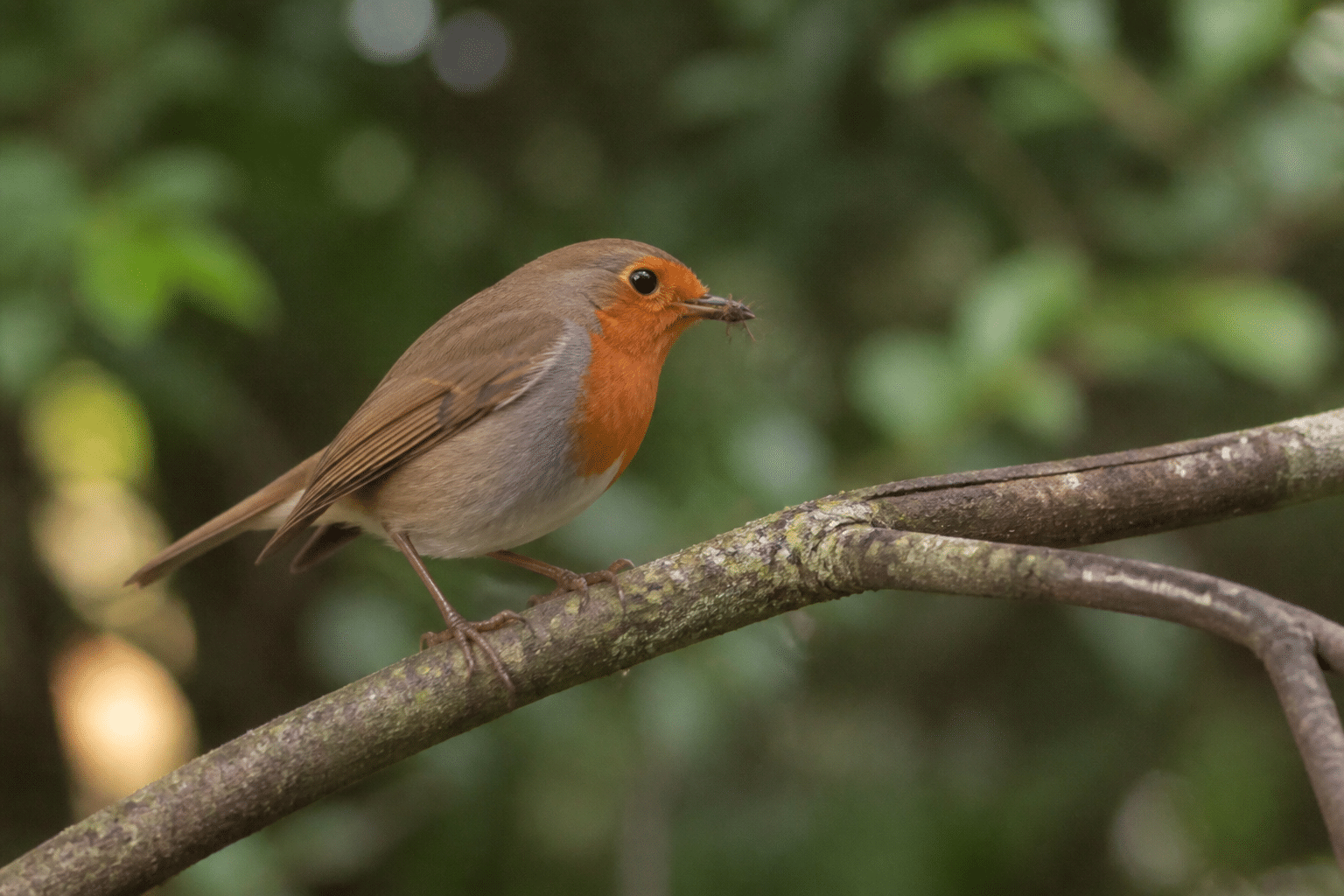 Petit oiseau roux perche sur branche mangeant insecte