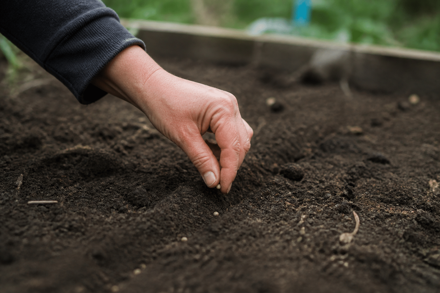 Main semant des graines sur terre preparee dans jardin