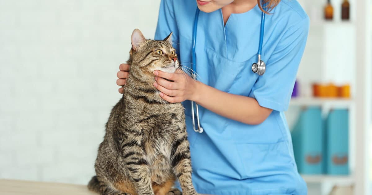 meilleures cliniques pour une consultation vétérinaire pour chat