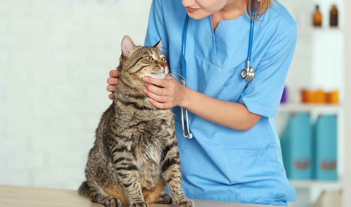 meilleures cliniques pour une consultation vétérinaire pour chat