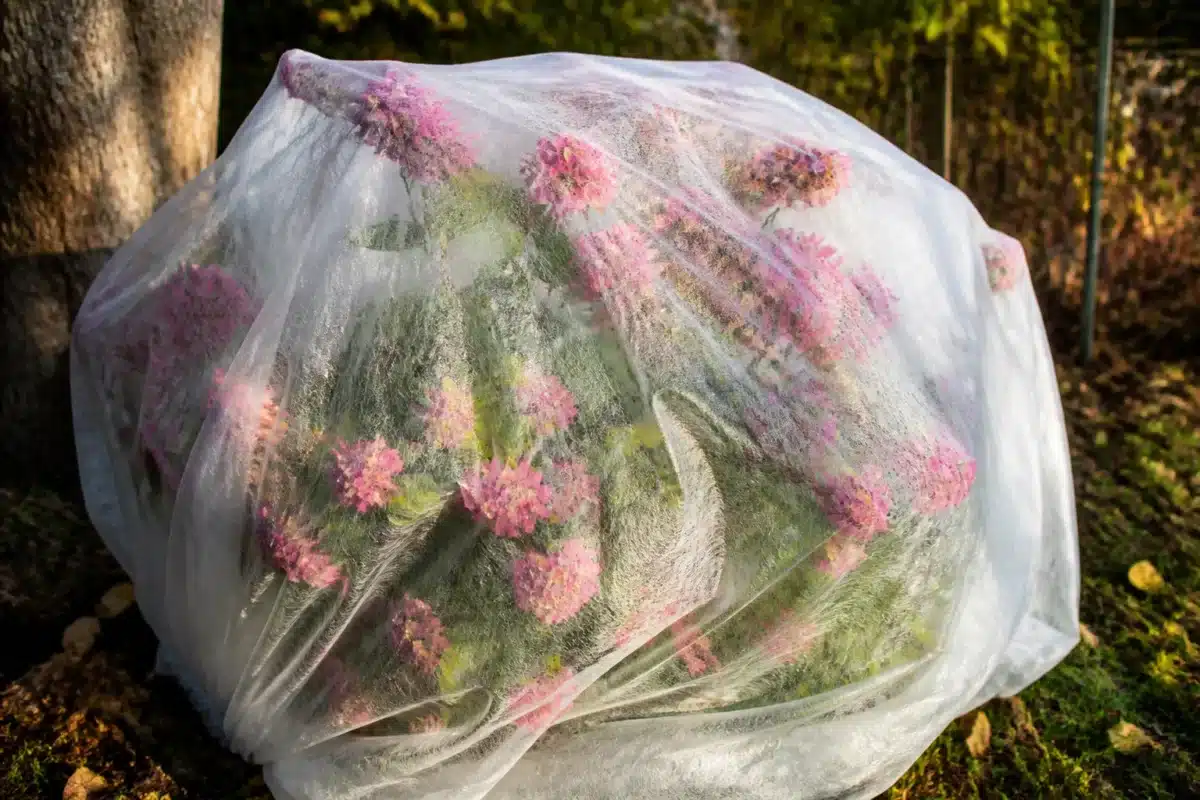 Arbuste fleurs roses protege avant gel automnal