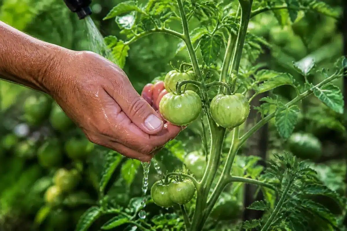 Main arrosant régulièrement tomates vertes sur plant