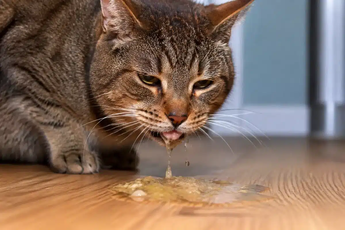 Chat malade vomissant avec salive excessive et regard perdu