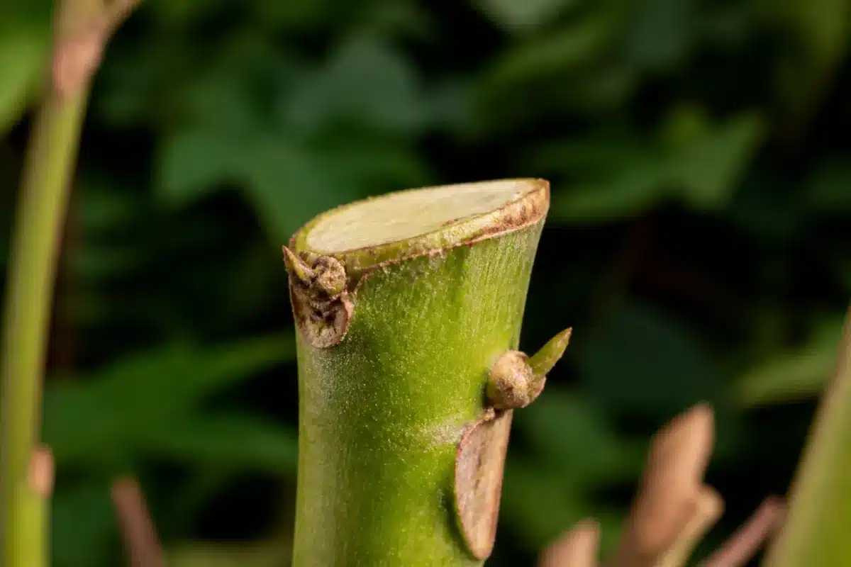 Tige de plante avec coupe incorrecte et bourgeon chétif visible