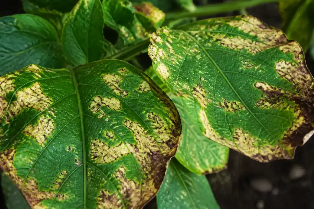 Feuilles vertes endommagees par produit chimique concentre