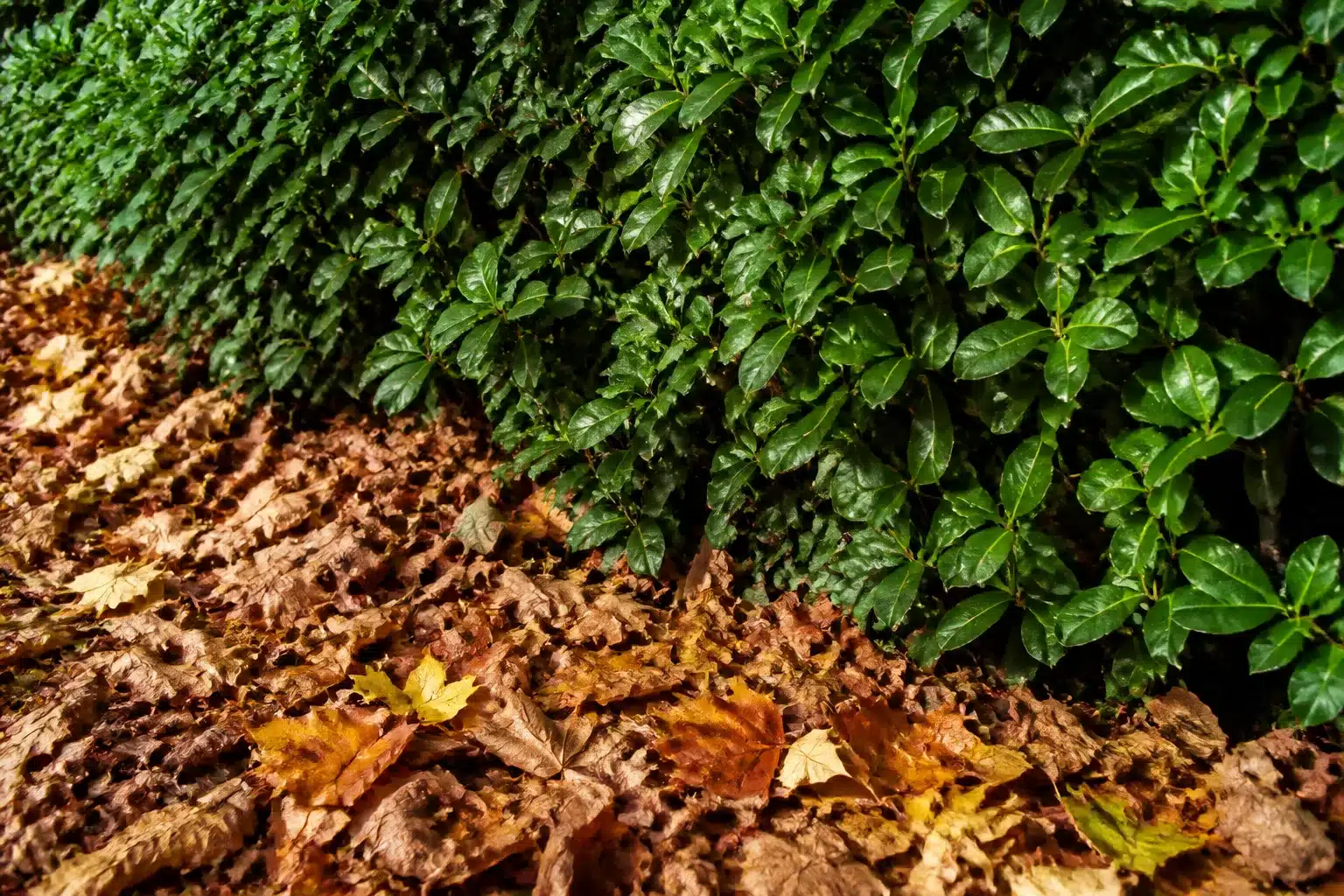 Feuilles mortes accumulees au sol contre haie dense et verte