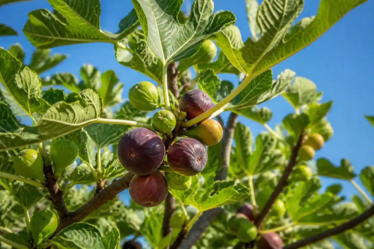 Vijgenboom blootgesteld aan zon met rijpe vruchten en regelmatige watervoorziening