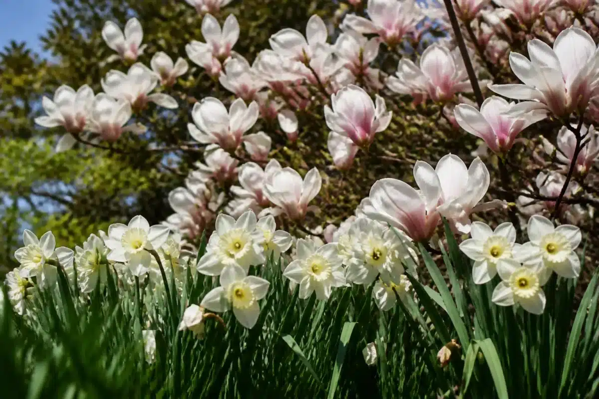 Narcisses blancs et magnolias fleurissent au printemps