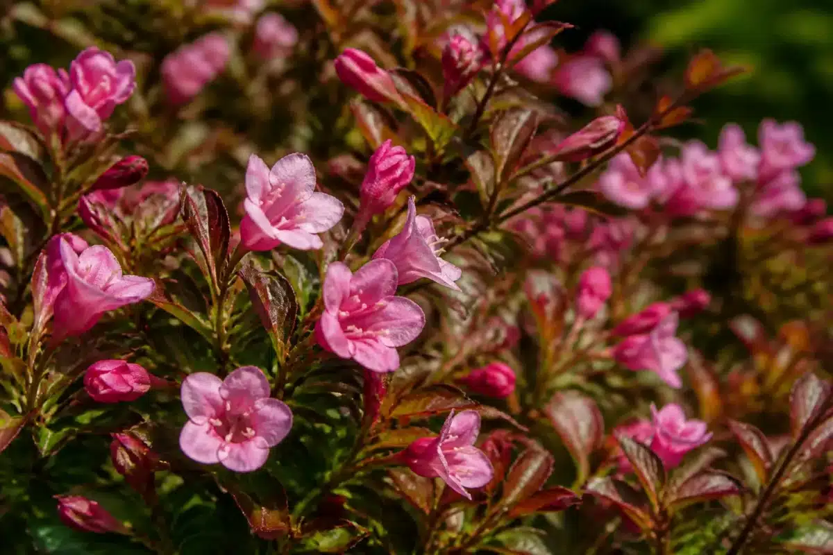 Fleurs roses s'épanouissant sur arbuste automnal avec nouveaux boutons