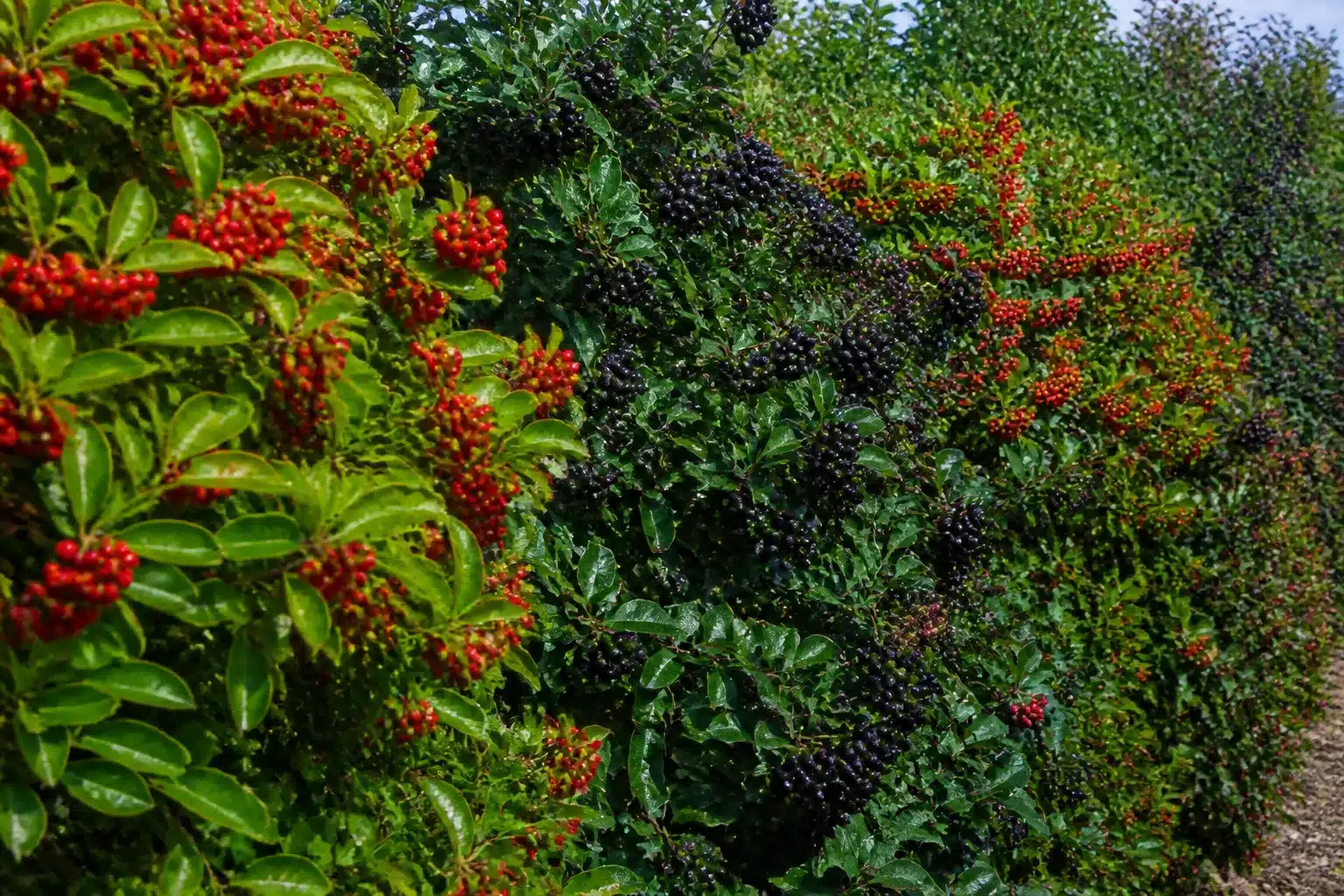 Arbustes feuillus chargés de baies rouges et noires alignés