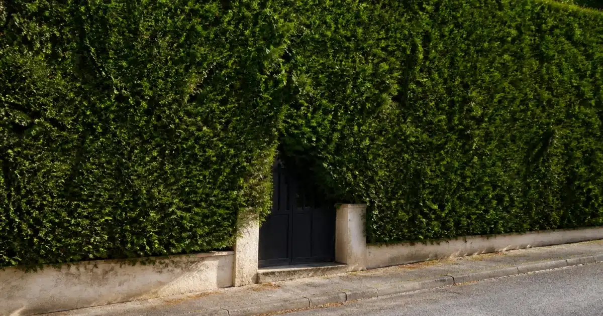 Haie dense bloquant entree maison depuis la rue