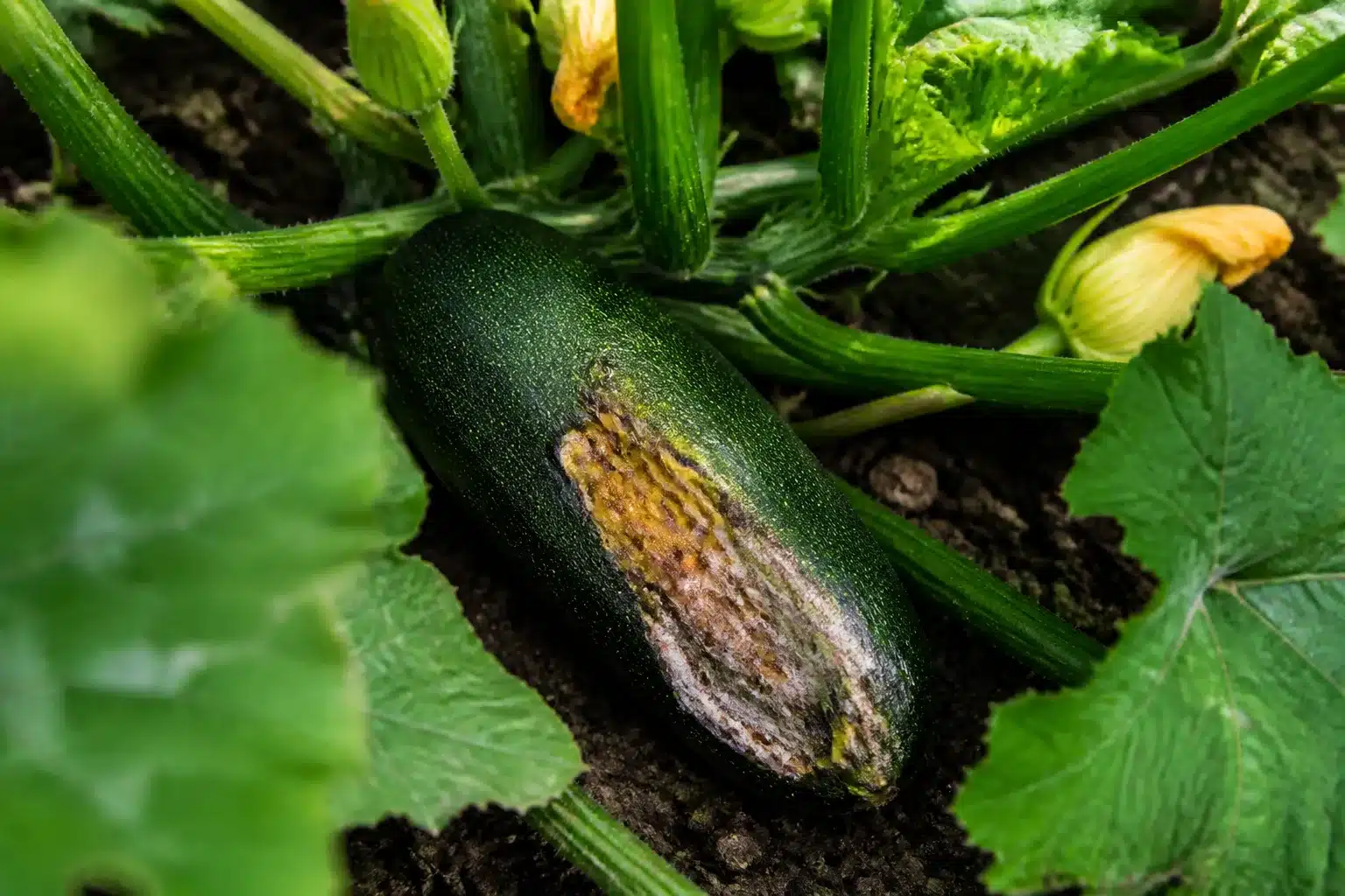 La méthode de ma grand-mère pour empêcher les courgettes de pourrir avant de grossir