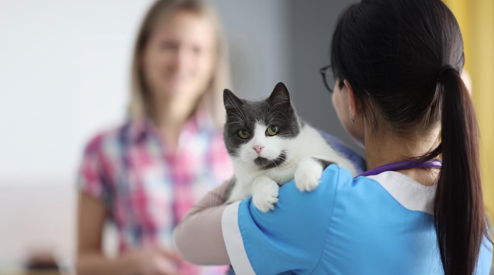la référence pour un accompagnement complet du chat