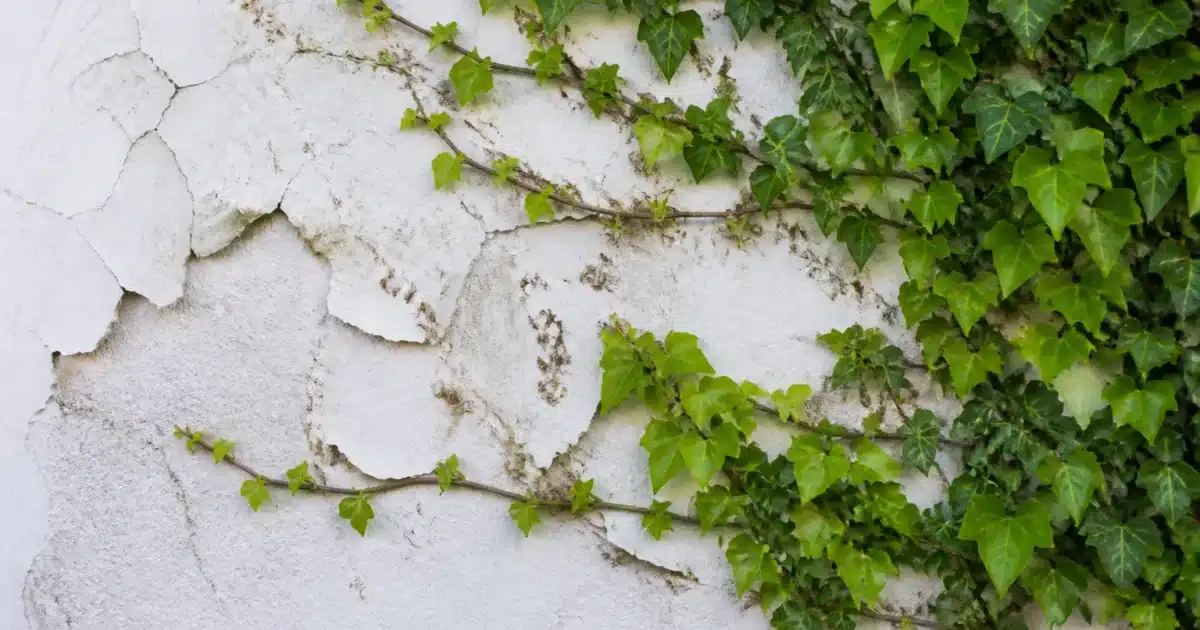 Lierre grimpant s'accrochant à mur enduit blanc, détériorant surface
