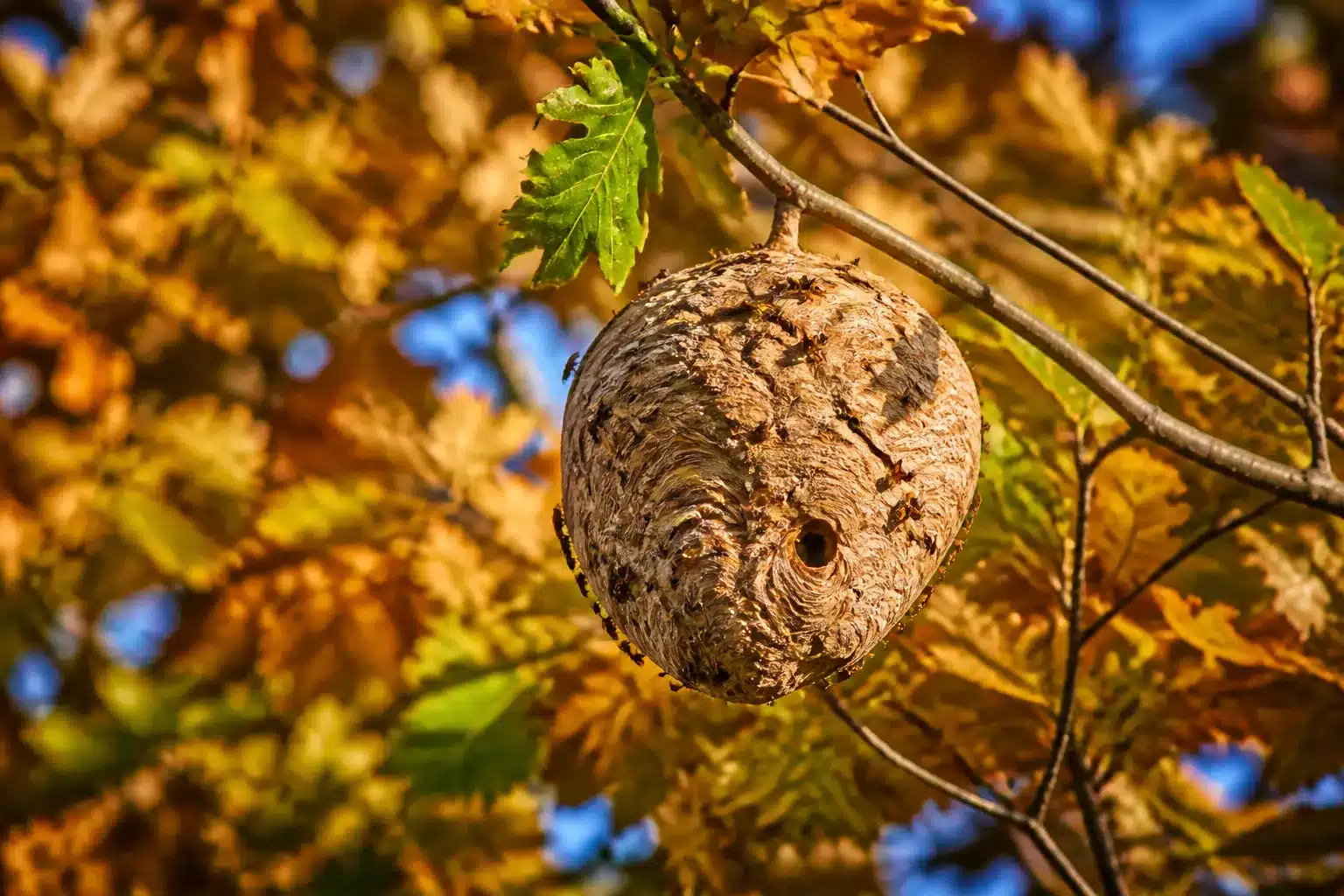 Nid de frelon asiatique suspendu a une branche en automne