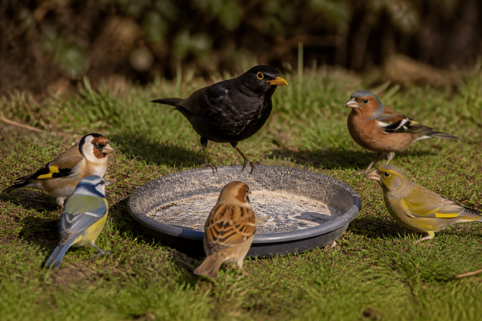 Oiseaux picoreurs attroupes autour mangeoire vide au sol
