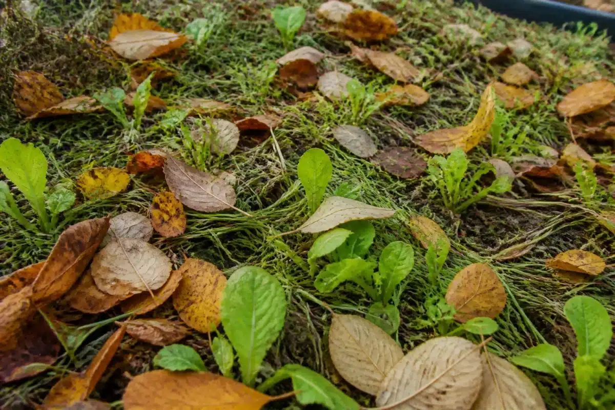 Herbstlaub und Rasenschnitt, die ein Saatbeet abdecken