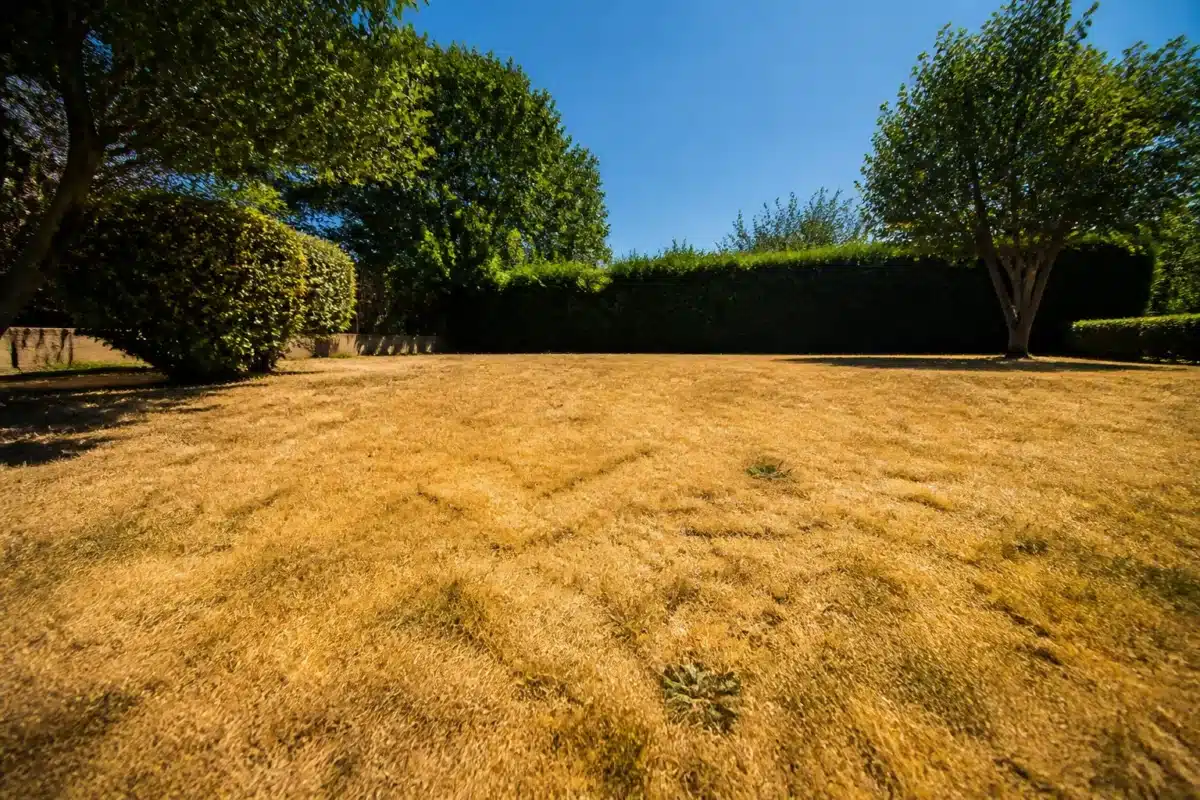 Pelouse jaunie sous soleil intense pendant canicule estivale