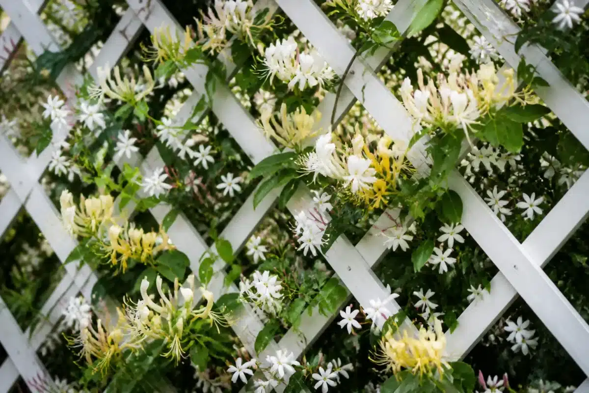 Chevrefeuille et jasmin s'enroulent autour treillage blanc