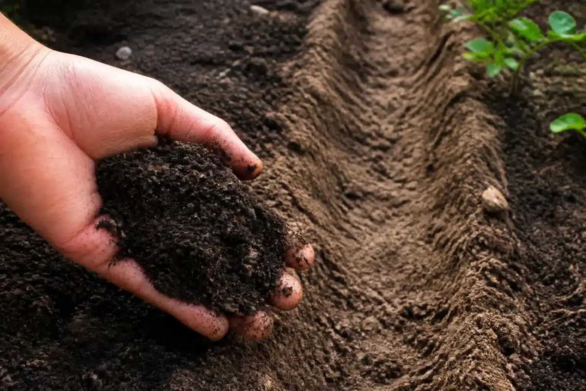 Main enrichie de compost brun foncé, sillon de terre ameublie
