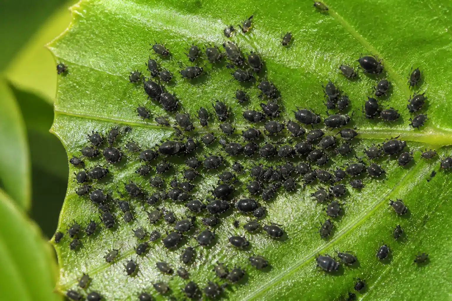 Feuille verte couverte de petits pucerons noirs regroupes densement
