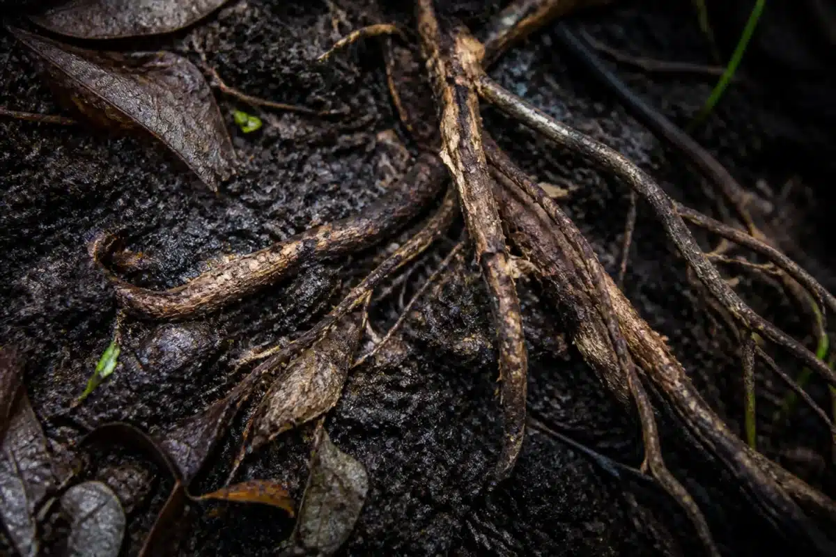 Racines brunes se décomposant dans le sol noir et humide