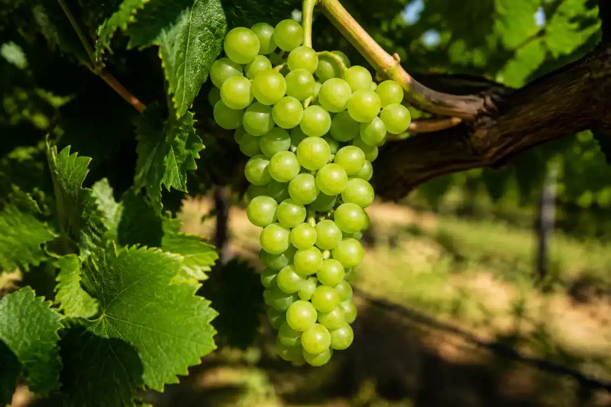 Grappe de raisin vert sur cep en juillet