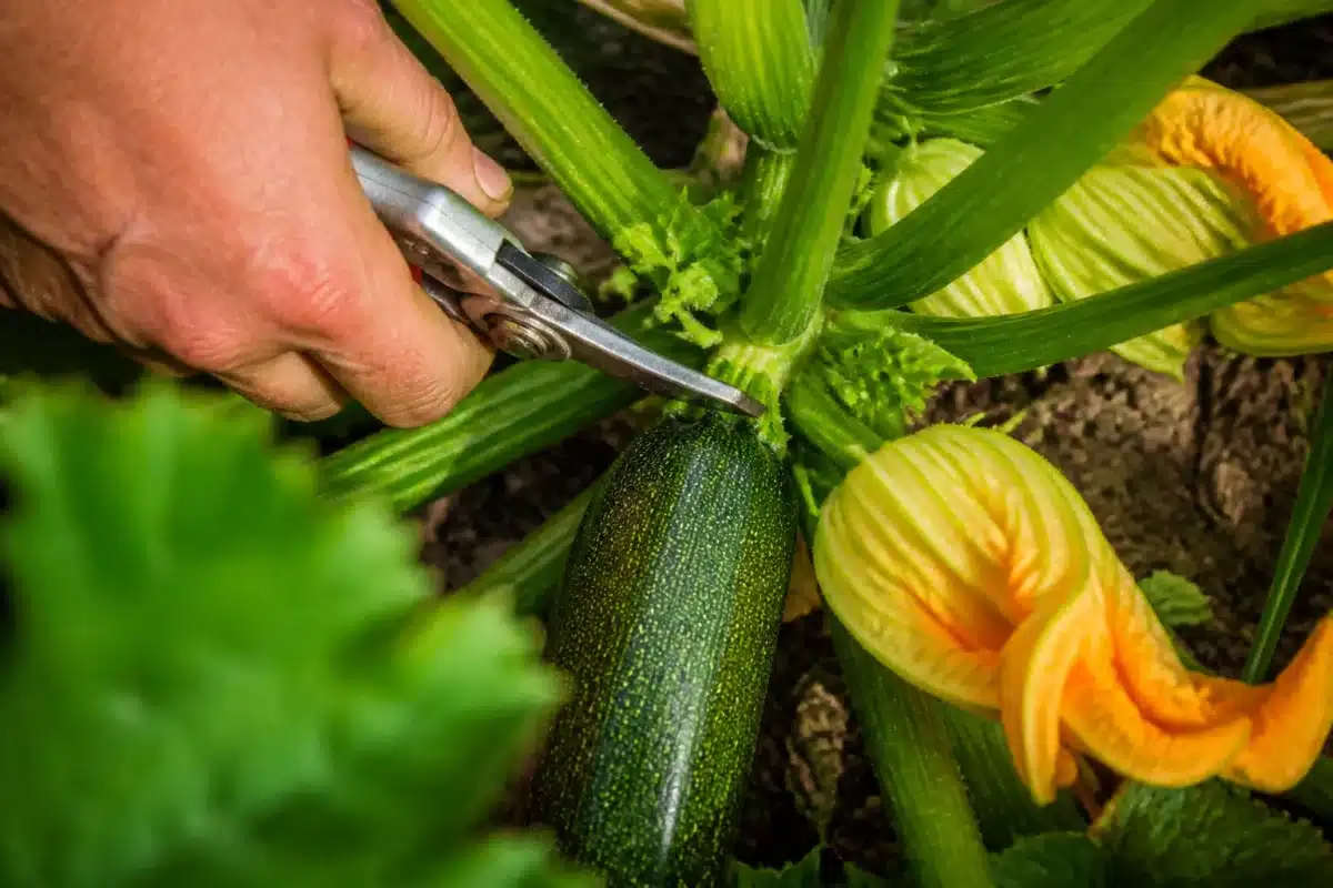 Main avec secateur coupant pedoncule courgette verte