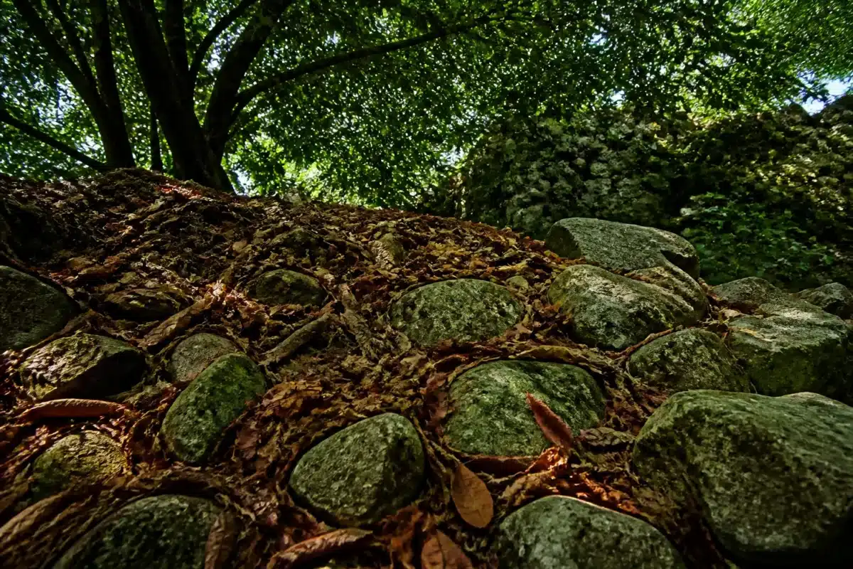 Tas de feuilles mortes et pierres sous arbres ombragés