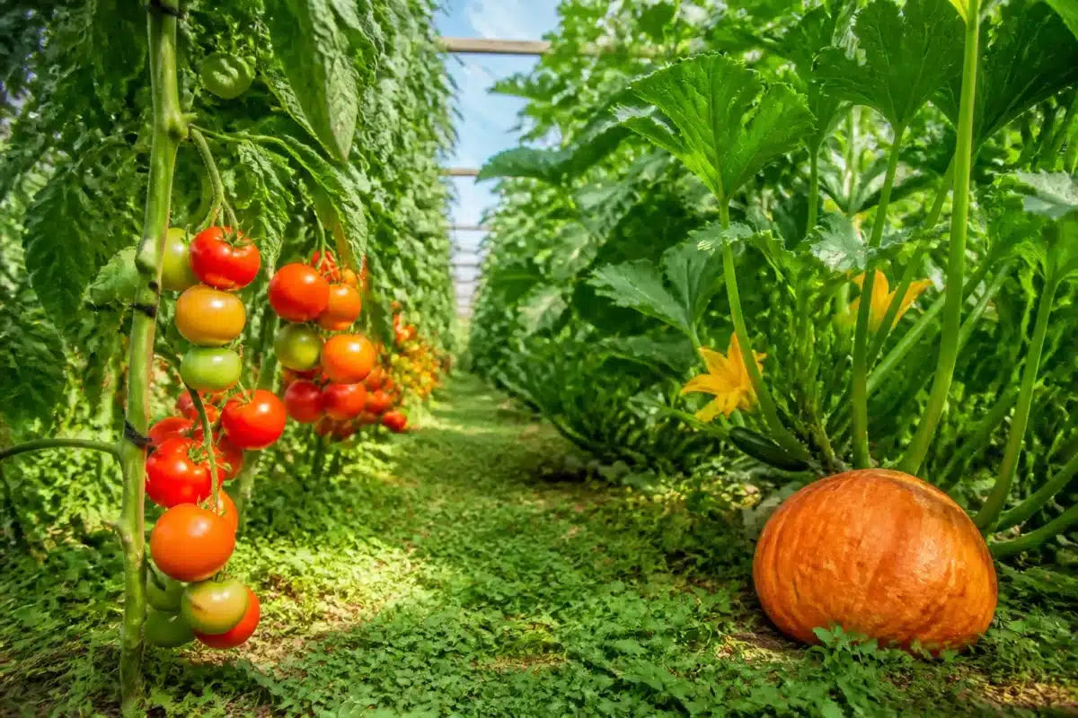 Rangees de tomates et courges apres engrais vert legumineux