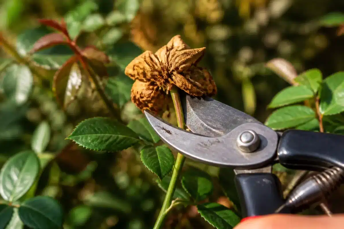 Secateur coupant fleur fanee brunie sur tige verte