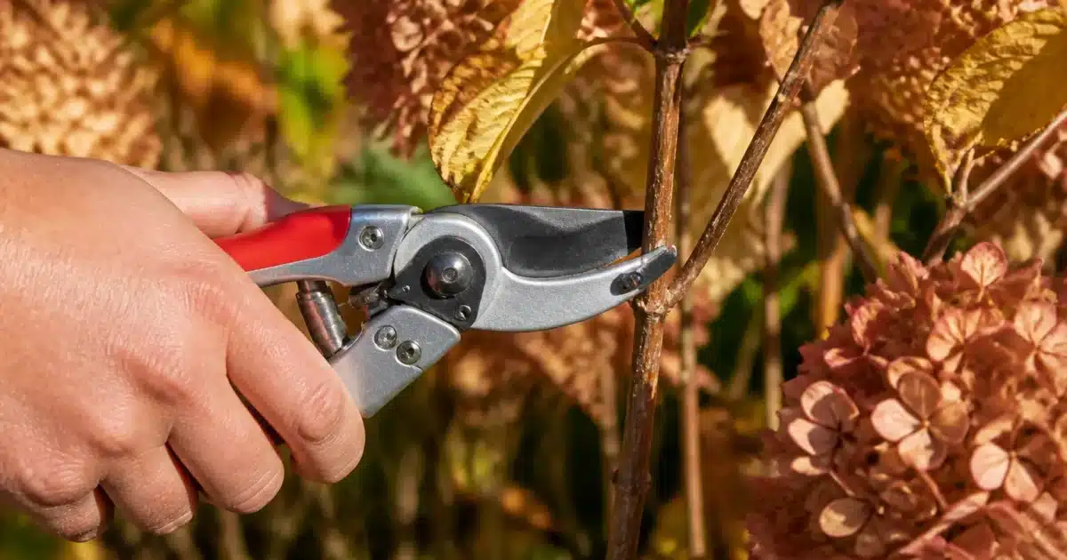 Sécateur positionné sur branche d'hortensia en automne, lame fermée