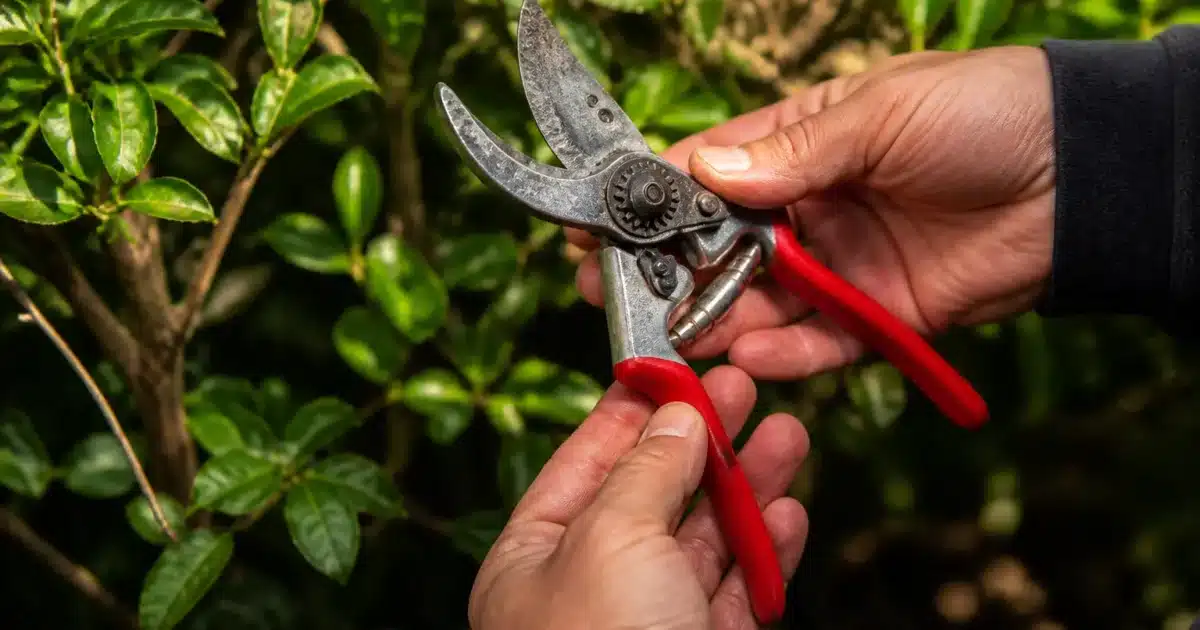 Mains tenant un secateur use avec lames mal alignees au jardin