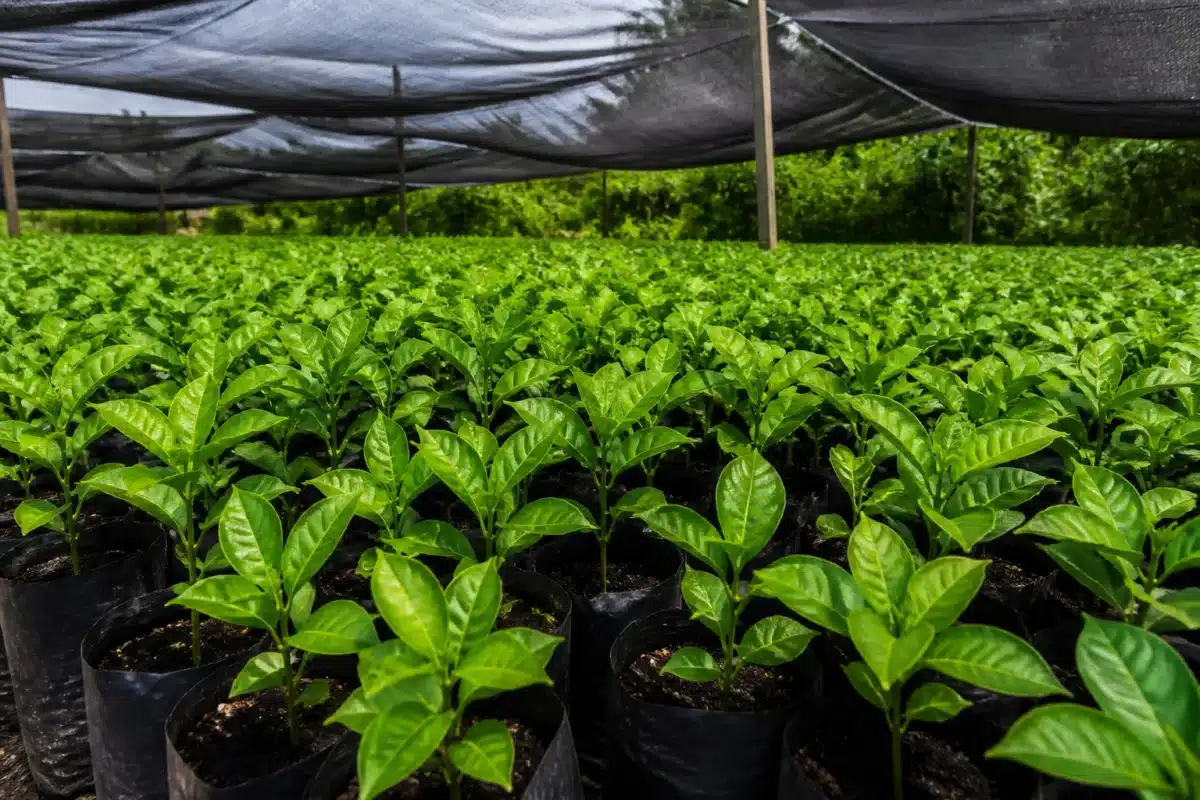 Jeunes plants verts sous tissu ombrage par jour chaud