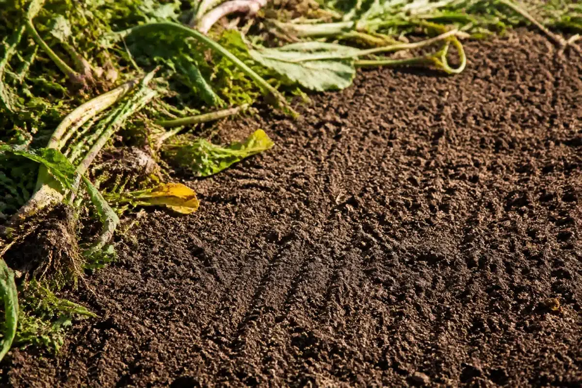 Soil surface lightly raked with vegetable debris removed nearby