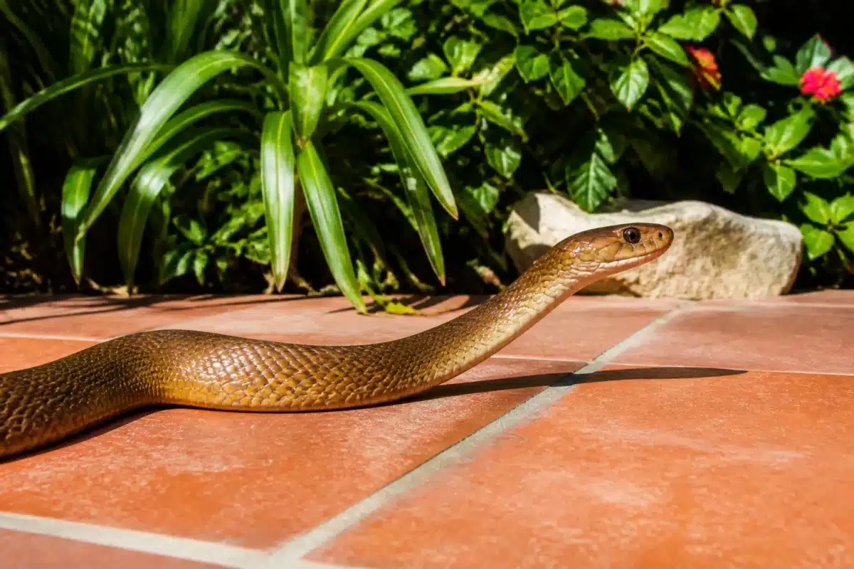 Serpent venimeux bronze sur terrasse pres jardin vert