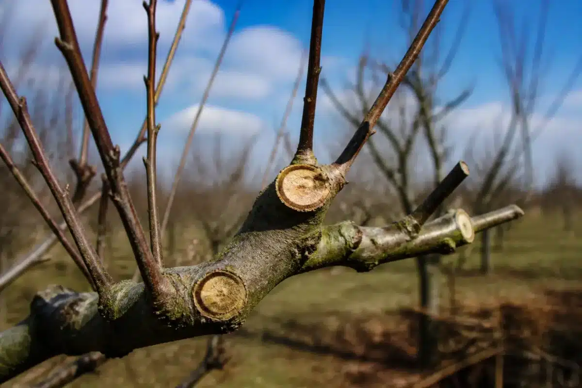 Branche d'arbre fruitier avec plaies de taille en hiver