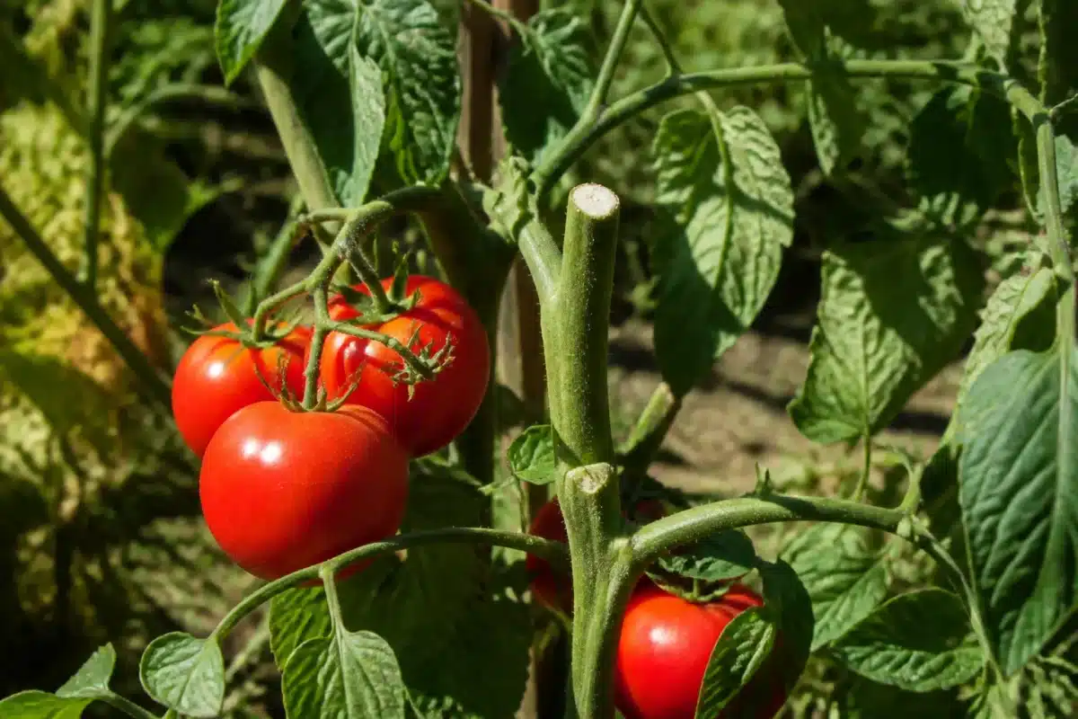 Plant de tomate avec fruits rouges et tige coupée