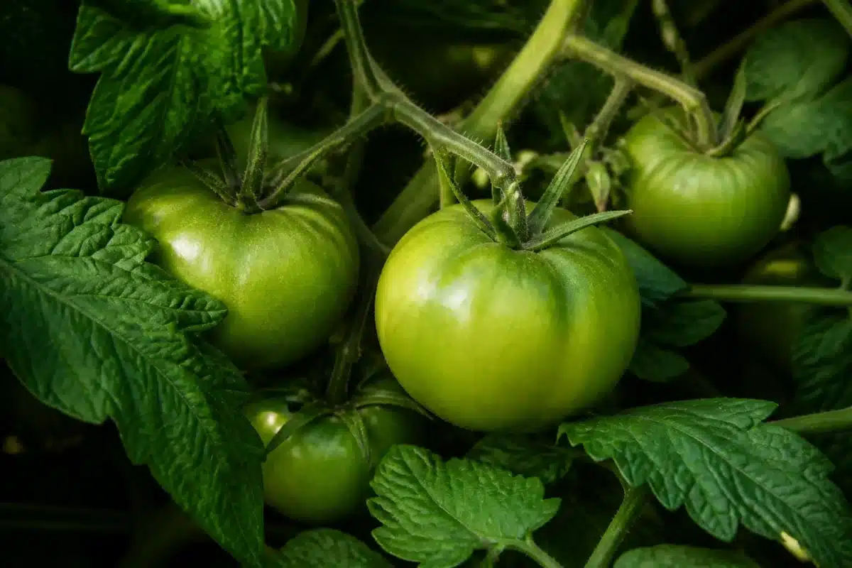 Tomates vertes sous feuillage vert dense et protecteur