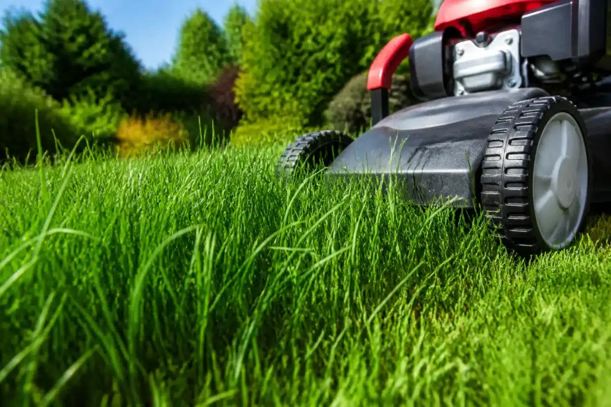Tondeuse reglée haute coupant herbe verte luxuriante
