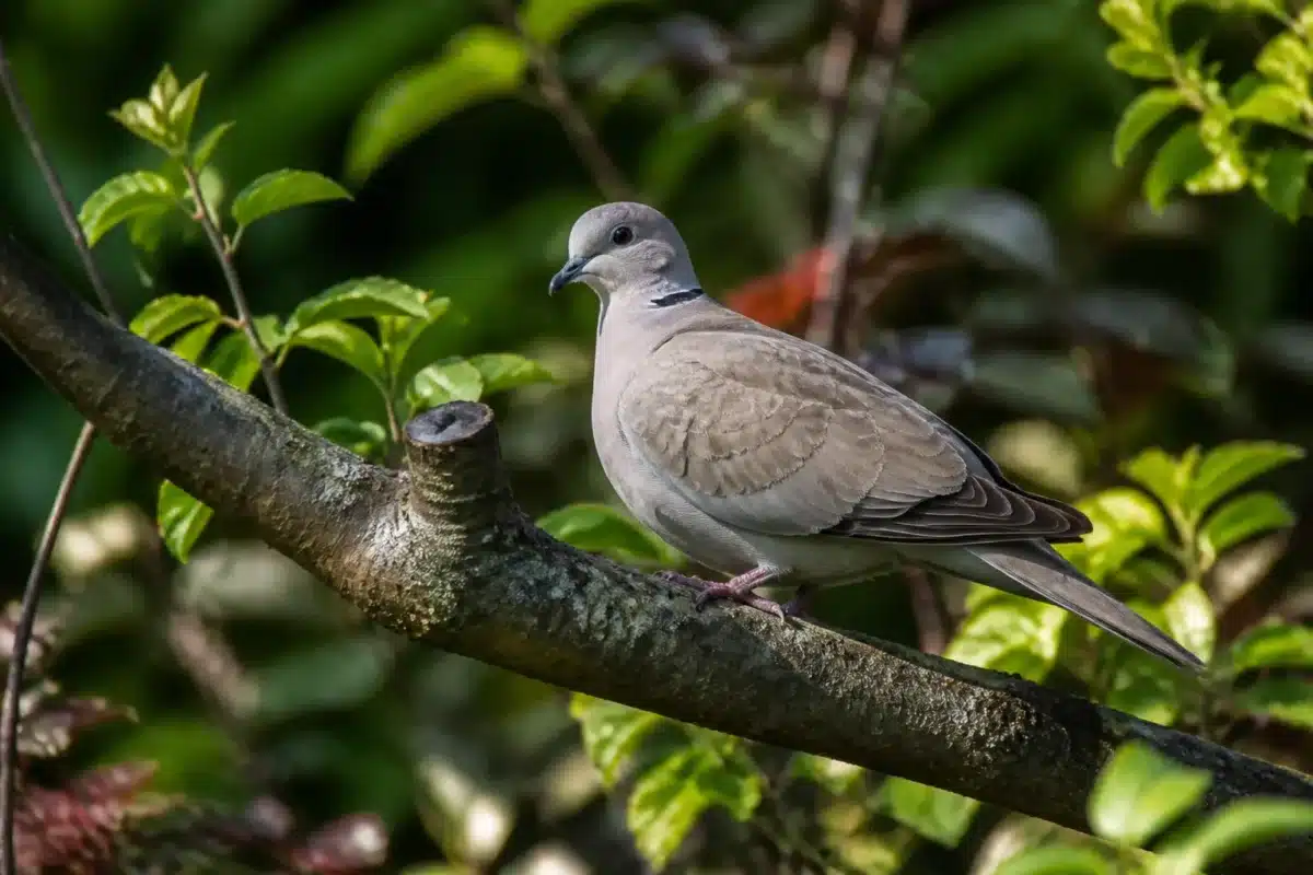 Tourterelle posée sur branche dans jardin verdoyant