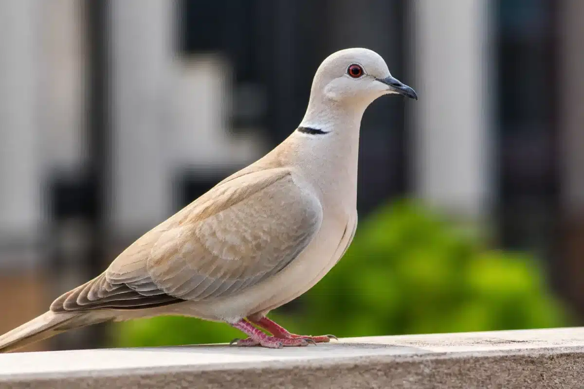 Oiseau beige avec collier noir blanc en milieu urbain