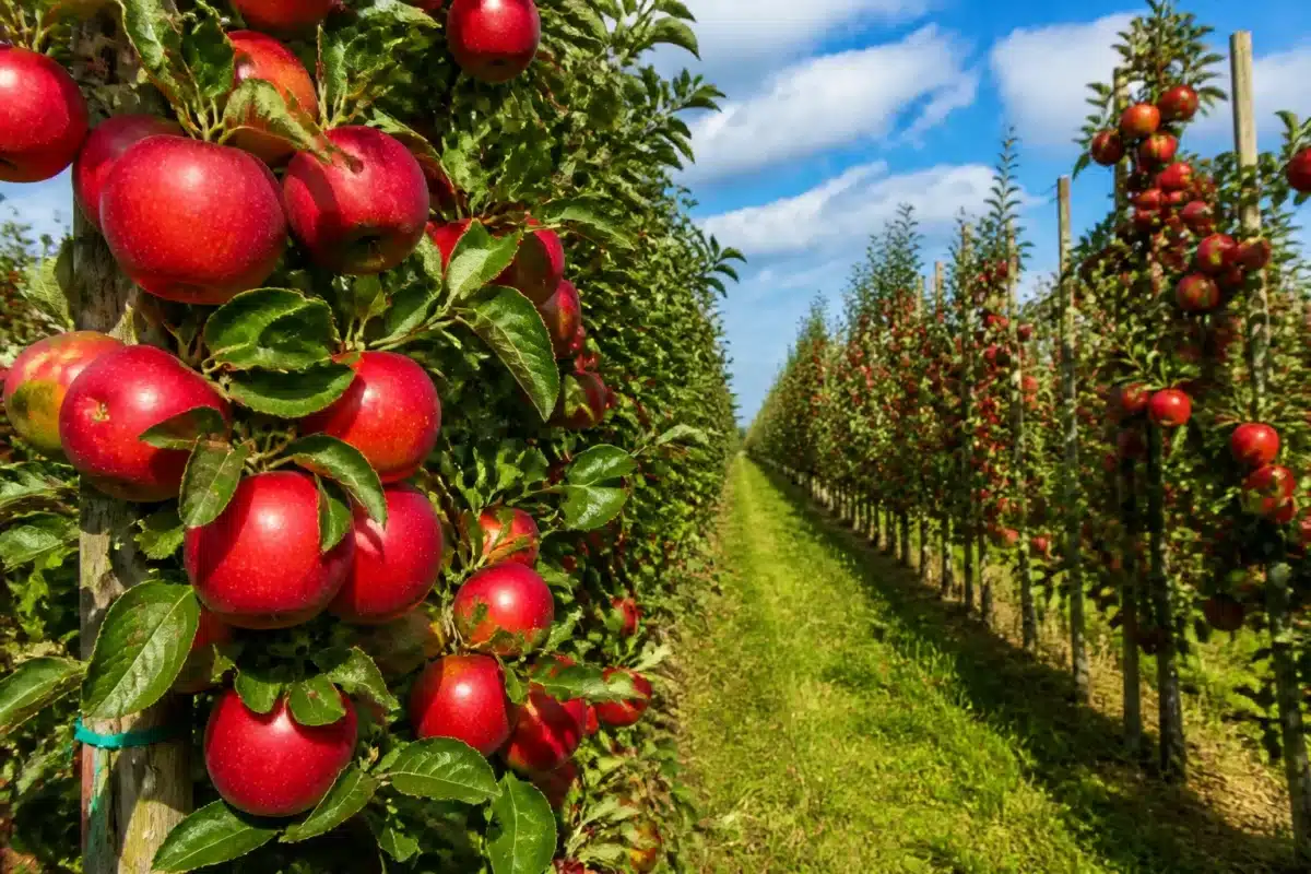 Appelboomgaard met rijpe rode vruchten in de herfst