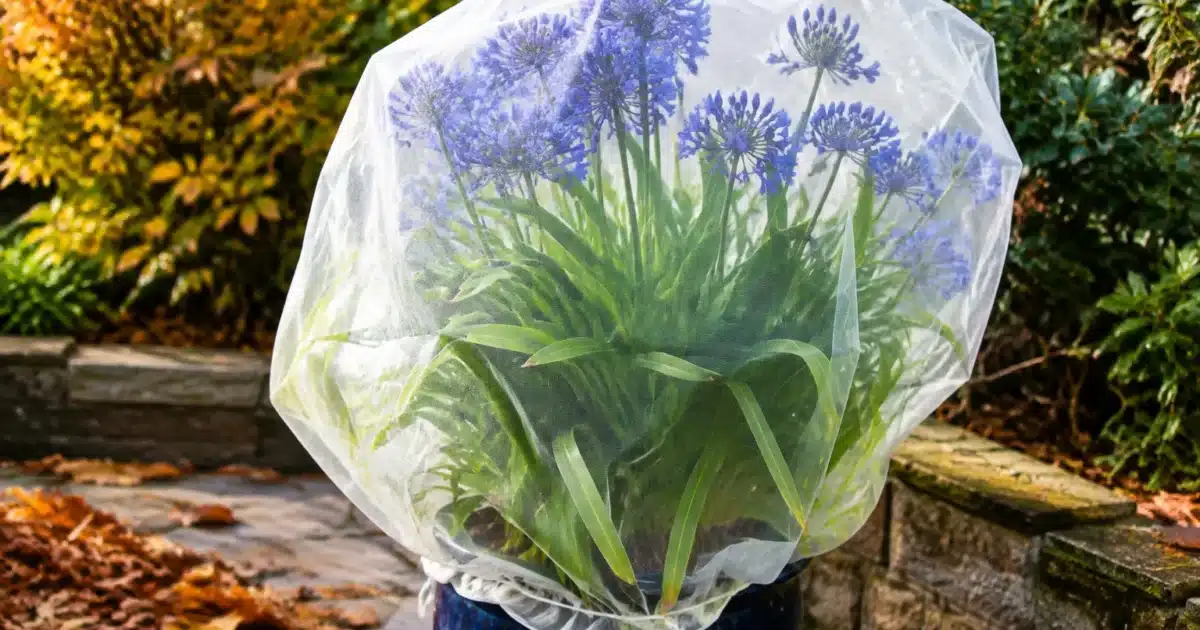 Pot d'agapanthes bleues recouvert d'un voile blanc protecteur en automne