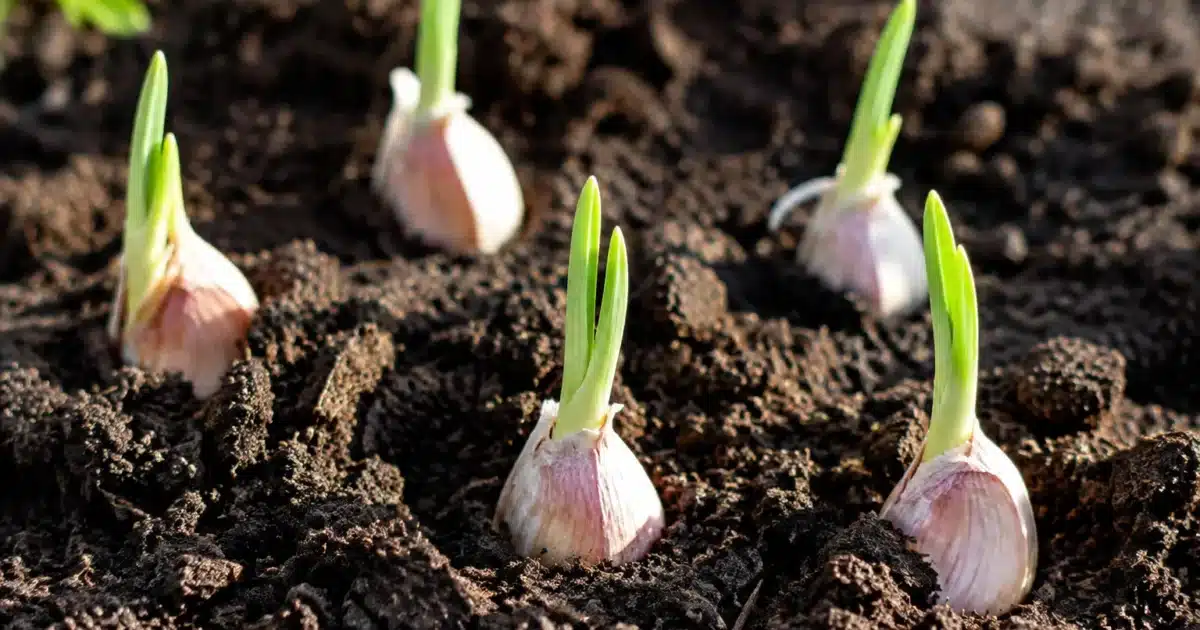 Petites gousses d'ail plantees dans terre noire germent apres plusieurs mois