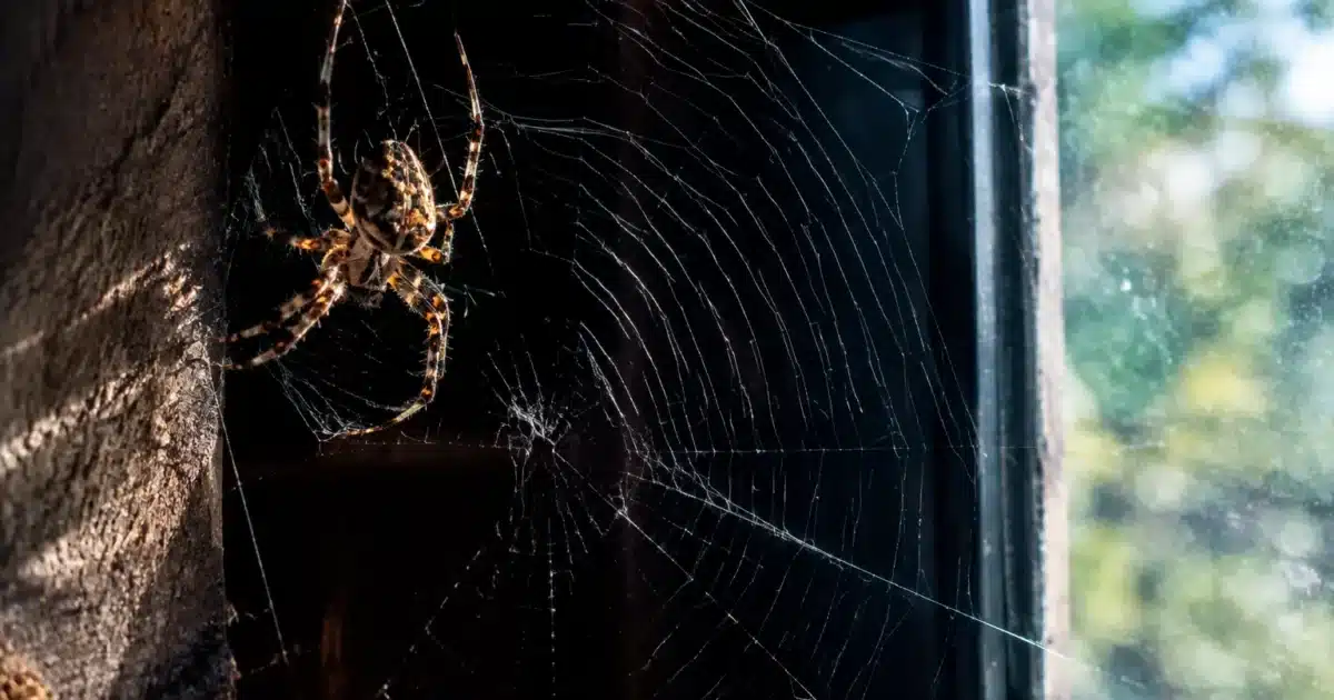Araignee tissant sa toile dans coin sombre pres fenetre