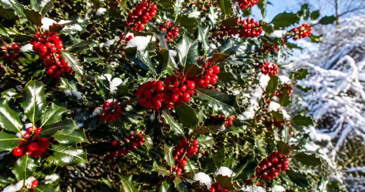 Arbustes denses avec baies rouges et feuillage persistant en hiver