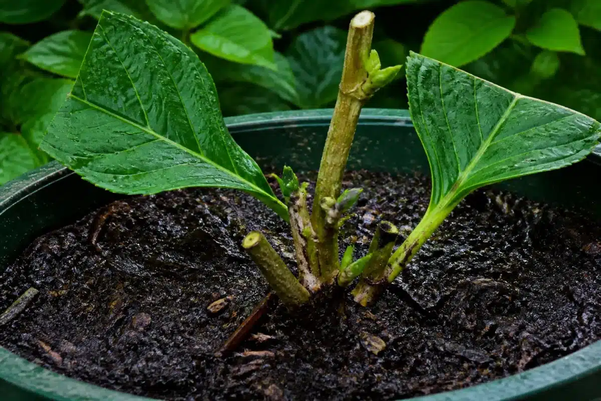 Tige d'hortensia dans terreau humide avec feuilles partielles coupées