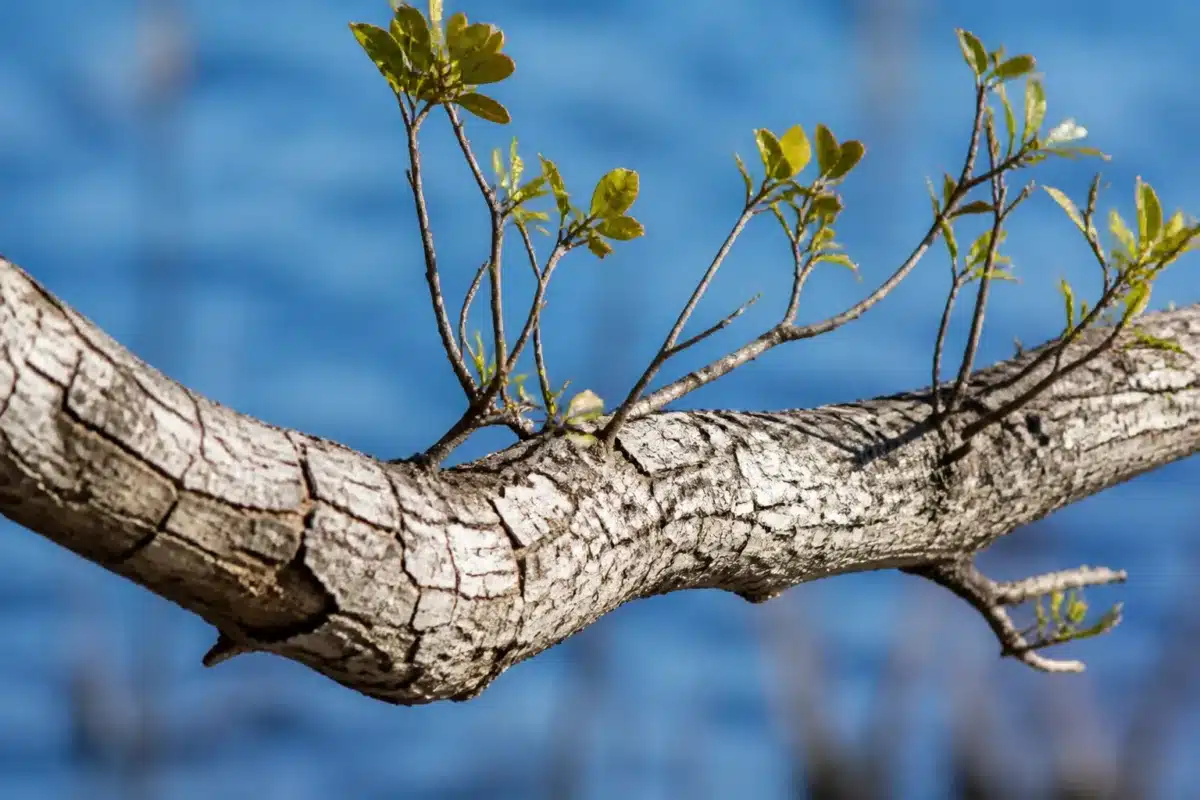Branche ligneuse avec écorce grise craquelée et feuillage clairsemé